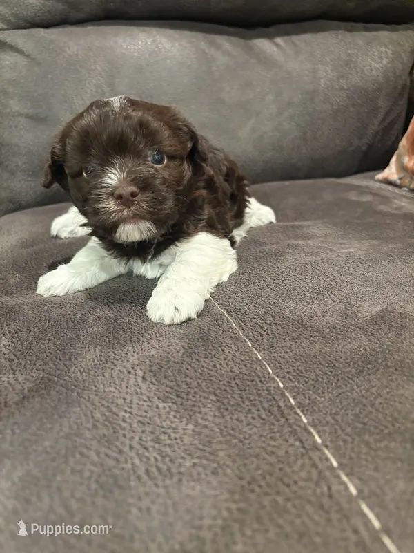 Alli  – Havanese puppy for sale in Vancouver, WA