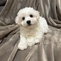 Alie, a female Bichon Frise for sale in Vancouver, WA – Photo 7 of 9