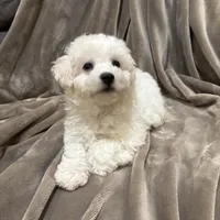 Alie, a female Bichon Frise for sale in Vancouver, WA – Photo 5 of 9