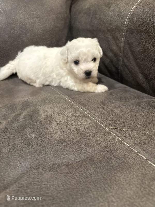 Alie – Bichon Frise puppy for sale in Vancouver, WA