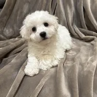 Alie, a female Bichon Frise for sale in Vancouver, WA – Photo 2 of 9