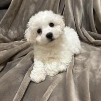 Alie, a female Bichon Frise for sale in Vancouver, WA – Photo 8 of 9