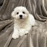 Alie, a female Bichon Frise for sale in Vancouver, WA – Photo 4 of 9