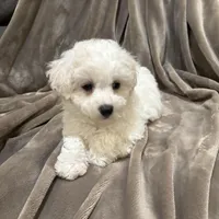 Alie, a female Bichon Frise for sale in Vancouver, WA – Photo 6 of 9