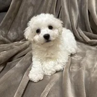 Alie, a female Bichon Frise for sale in Vancouver, WA – Photo 3 of 9