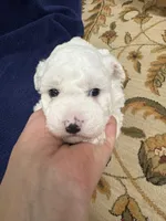 processed/d176b850-9a33-4927-b0ce-109b2c0dccef/listing/081014ac-0b20-4e13-a48e-a4c81f42c0b9/98ddf535-8c7c-4da0-b966-b4ea858a4602