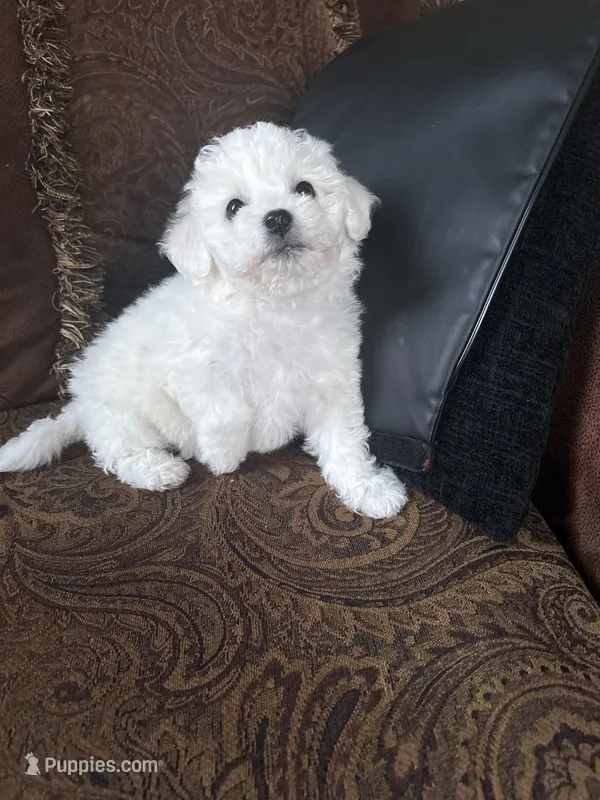 Alie – Bichon Frise puppy for sale in Vancouver, WA