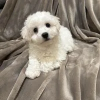 Alie, a female Bichon Frise for sale in Vancouver, WA – Photo 1 of 9