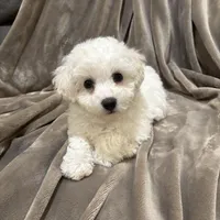 Alie, a female Bichon Frise for sale in Vancouver, WA – Photo 9 of 9