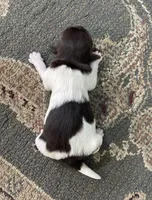 Chocolate, a female Havanese for sale in Vancouver, WA – Photo 4 of 6