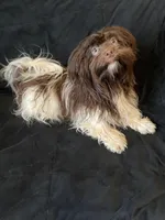 Chocolate, a female Havanese for sale in Vancouver, WA – Photo 6 of 6