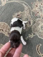 Chocolate, a female Havanese for sale in Vancouver, WA – Photo 2 of 6