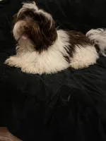 Chocolate, a female Havanese for sale in Vancouver, WA – Photo 5 of 6