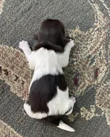 Chocolate, a female Havanese for sale in Vancouver, WA – Photo 1 of 6