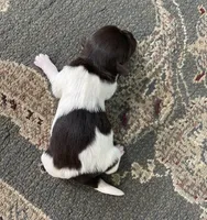 Chocolate, a female Havanese for sale in Vancouver, WA – Photo 3 of 6