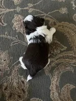 Tyson , a male Havanese for sale in Vancouver, WA – 1 of 9