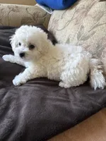 Dan, a male Bichon Frise for sale in Vancouver, WA – 5 of 5