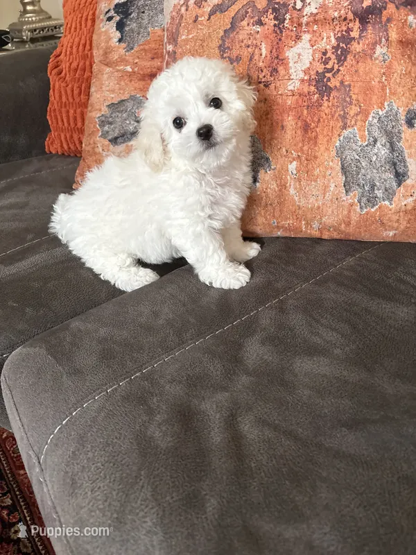 Daisy  – Bichon Frise puppy for sale in Vancouver, WA