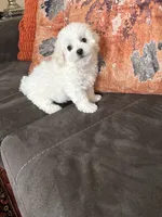 Daisy , a female Bichon Frise for sale in Vancouver, WA – 1 of 5