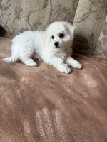 Lily, a female Bichon Frise for sale in Vancouver, WA – 2 of 10