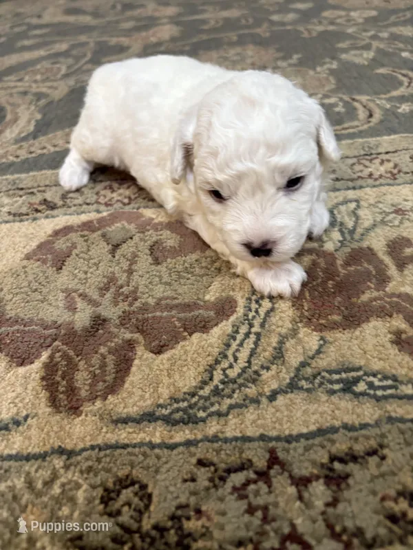 Dan – Bichon Frise puppy for sale in Vancouver, WA