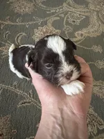 Alex, a male Havanese for sale in Vancouver, WA – 6 of 9