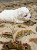 Julie , a female Bichon Frise for sale in Vancouver, WA – 6 of 7