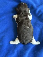 Alli , a female Havanese for sale in Vancouver, WA – 6 of 7