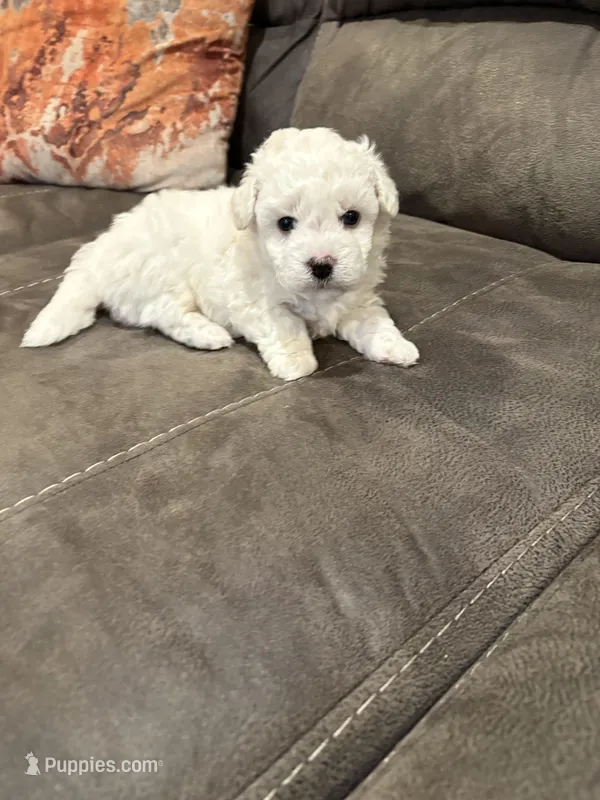 Dan – Bichon Frise puppy for sale in Vancouver, WA