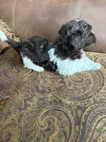 Alli , a female Havanese for sale in Vancouver, WA – 7 of 8