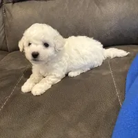 Jason, a male Bichon Frise for sale in Vancouver, WA – Photo 3 of 8