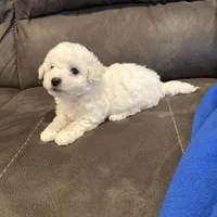 Jason, a male Bichon Frise for sale in Vancouver, WA – Photo 4 of 8