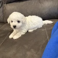 Jason, a male Bichon Frise for sale in Vancouver, WA – Photo 6 of 8