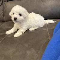 Jason, a male Bichon Frise for sale in Vancouver, WA – Photo 5 of 8