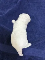 processed/d176b850-9a33-4927-b0ce-109b2c0dccef/listing/27a13077-1f3b-4687-be0b-90ec445c399a/d5e1637f-dd0d-42d6-8d14-36ca20d5c11a