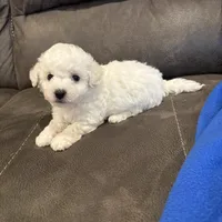 Jason, a male Bichon Frise for sale in Vancouver, WA – Photo 7 of 8