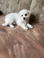 Lily, a female Bichon Frise for sale in Vancouver, WA – 9 of 10