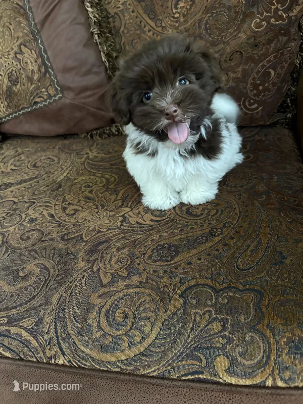 Alex – Havanese puppy for sale in Vancouver, WA