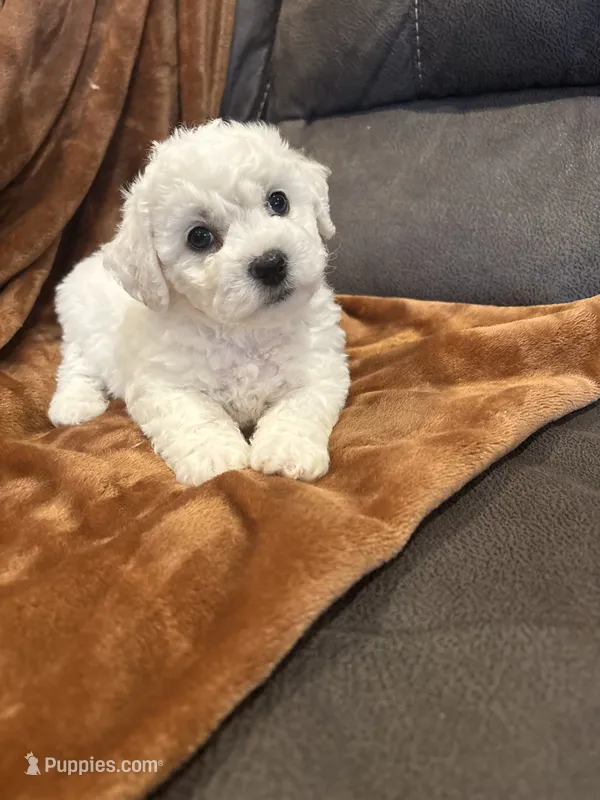 Lily – Bichon Frise puppy for sale in Vancouver, WA