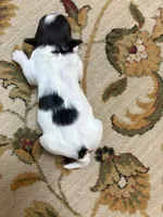 Alex, a male Havanese for sale in Vancouver, WA – Photo 2 of 8