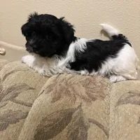 Anna, a female Havanese for sale in Vancouver, WA – Photo 5 of 10