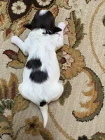 Alex, a male Havanese for sale in Vancouver, WA – Photo 7 of 8