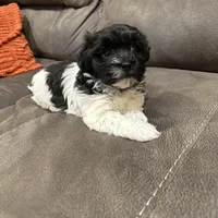 Anna, a female Havanese for sale in Vancouver, WA – Photo 3 of 10