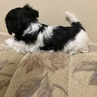 Anna, a female Havanese for sale in Vancouver, WA – Photo 8 of 10