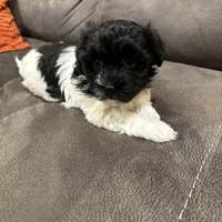 Anna, a female Havanese for sale in Vancouver, WA – Photo 2 of 10