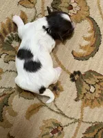 Alex, a male Havanese for sale in Vancouver, WA – Photo 6 of 8