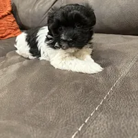 Anna, a female Havanese for sale in Vancouver, WA – Photo 6 of 10