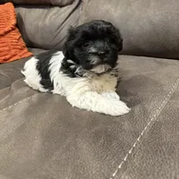 Anna, a female Havanese for sale in Vancouver, WA – Photo 7 of 10