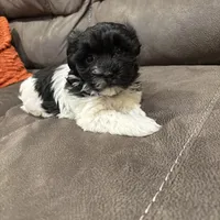 Anna, a female Havanese for sale in Vancouver, WA – Photo 4 of 10