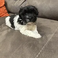 Anna, a female Havanese for sale in Vancouver, WA – Photo 10 of 10